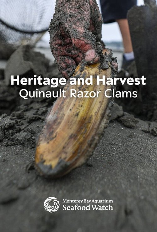 Heritage and Harvest: Quinault Razor Clams moviezwap