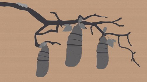 Reel #1: Surfing with Butterflies